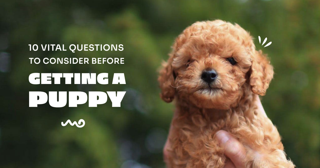 10 Vital Questions to Consider Before Getting a Puppy