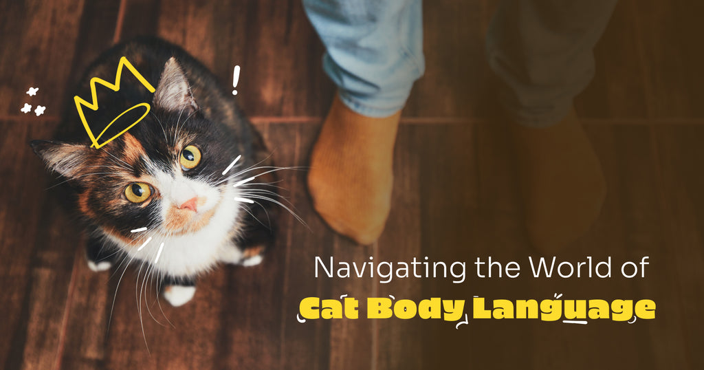 Fun facts About Cats Body Language