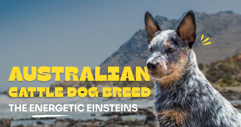 Australian Cattle Dog Breed: The Energetic Einsteins