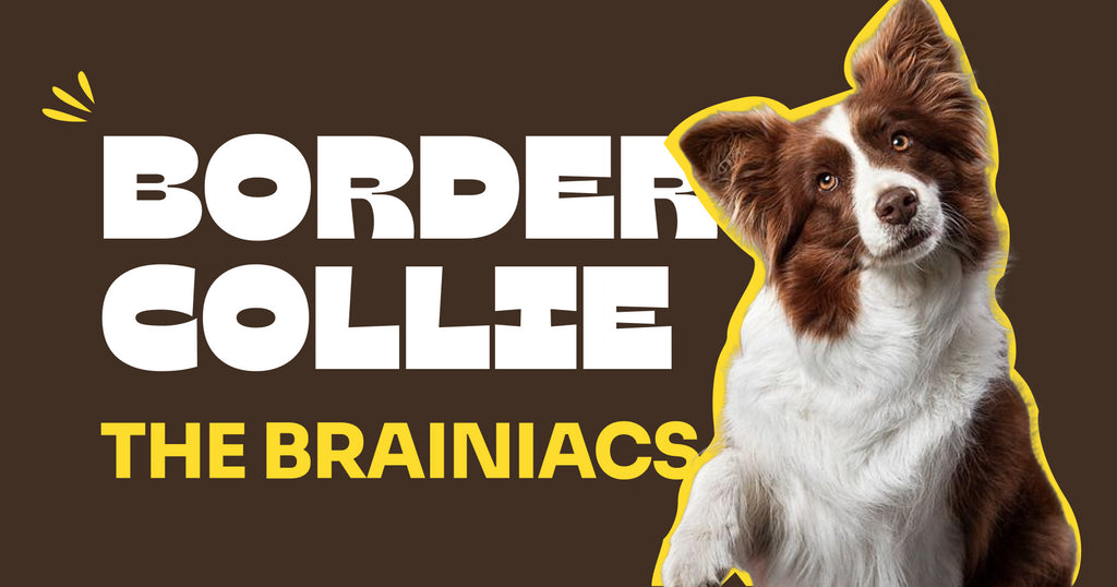 Border Collie: The Brainiacs