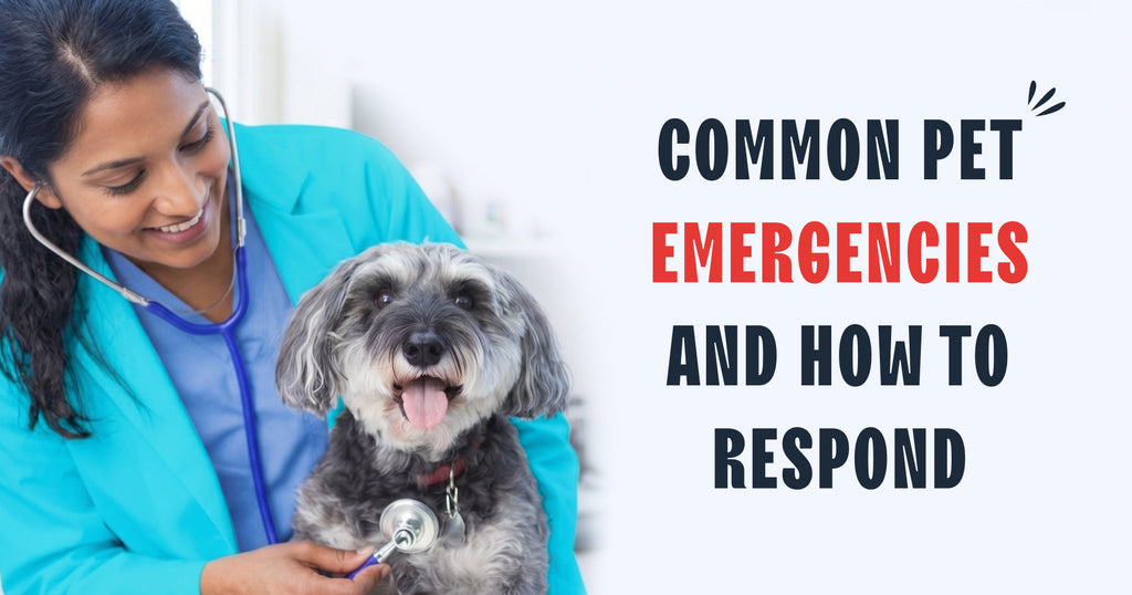 Common Pet Emergencies and What to Do Before You Reach the Vet