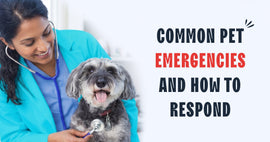 Common Pet Emergencies and What to Do Before You Reach the Vet