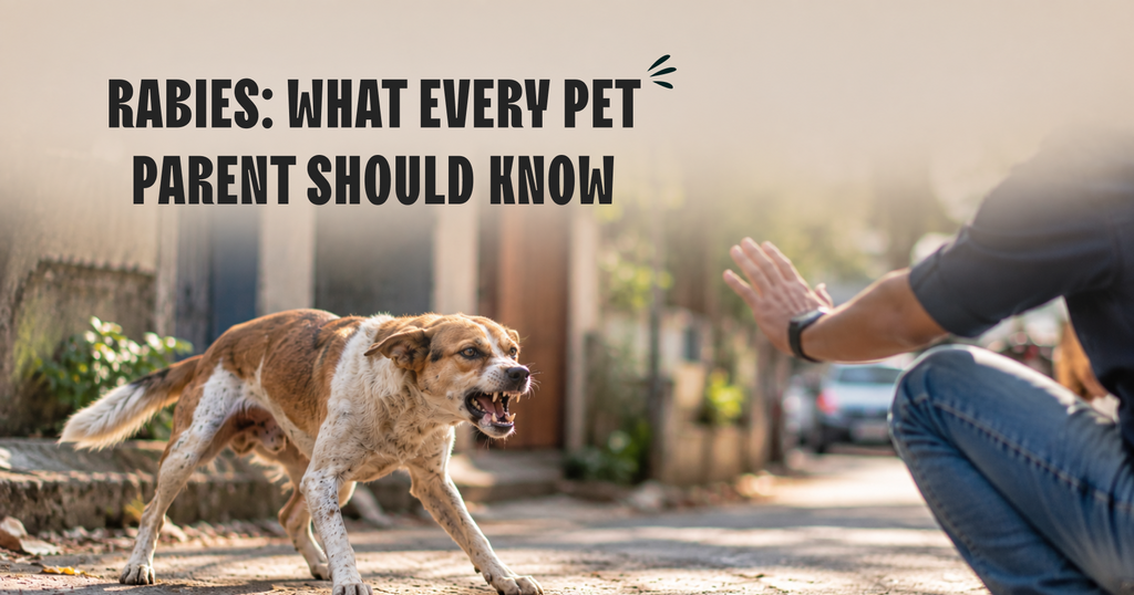 Rabies: What every pet parent should know.