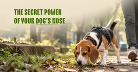 The Secret Power Of Your Dog's Nose