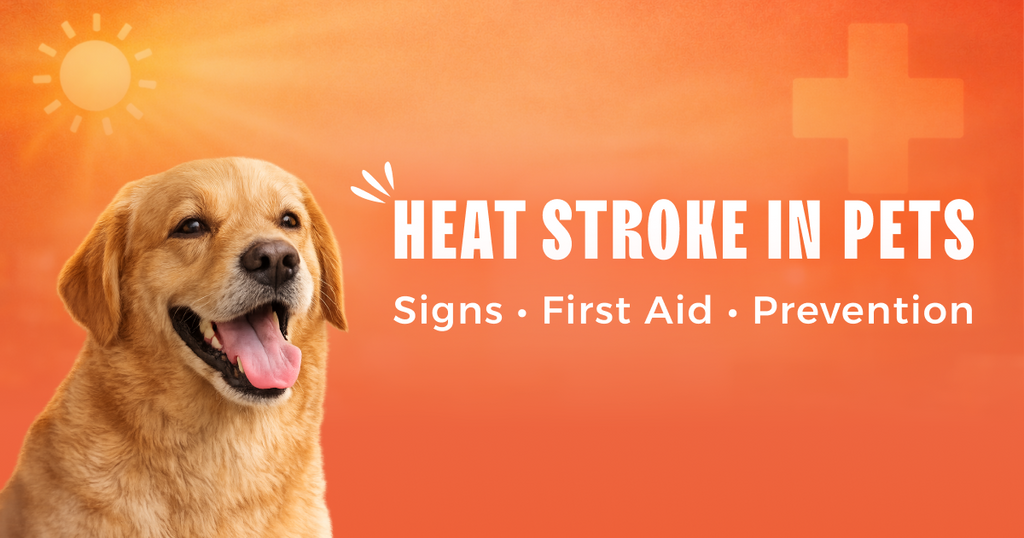 Heat Stroke in Pets: Signs, First Aid, and Prevention