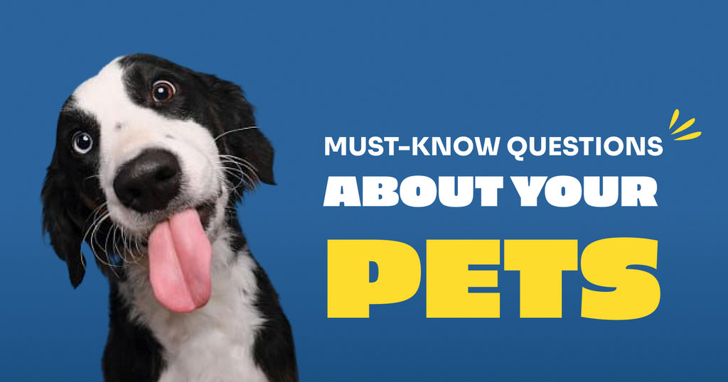 Must-Know Questions About Your Pets Answered