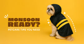 Monsoon Pet Care Guide: 7 Must-Know Tips for Pet Parents in India