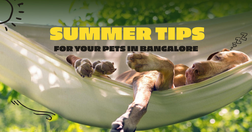 Summer tips for your pets in Bangalore: Keeping Your Pets Cool
