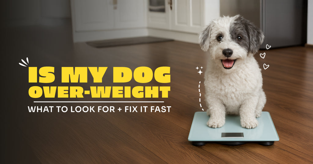 Is My Dog Overweight? How to Spot the Signs and Keep Them Healthy