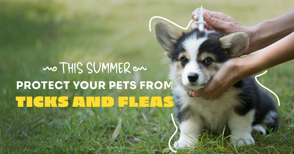 Protecting Your Pet from Fleas and Ticks in Summer
