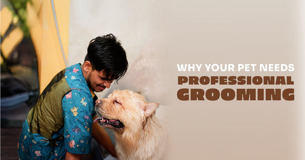 Why Professional Grooming Is Important for Your Pet