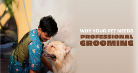 Why Professional Grooming Is Important for Your Pet