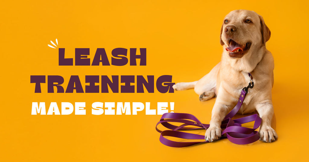 Training Your Dog to Walk on a Leash