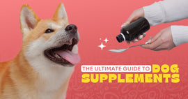 Supplements for Dogs: A Guide to Boosting Your Pet’s Health Naturally