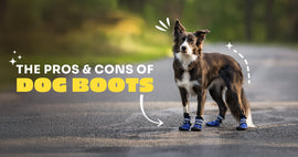 The Pros and Cons of Dog Boots and Shoes