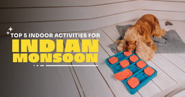 5 Fun Indoor Activities to Keep Your Pet Happy During the Indian Monsoon
