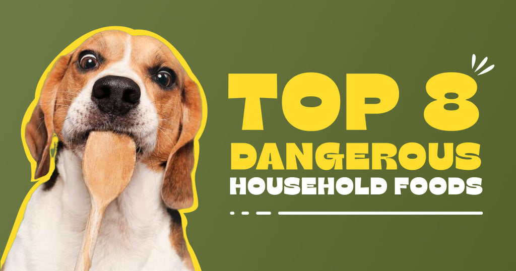 8 Most Dangerous Household Foods for Dogs