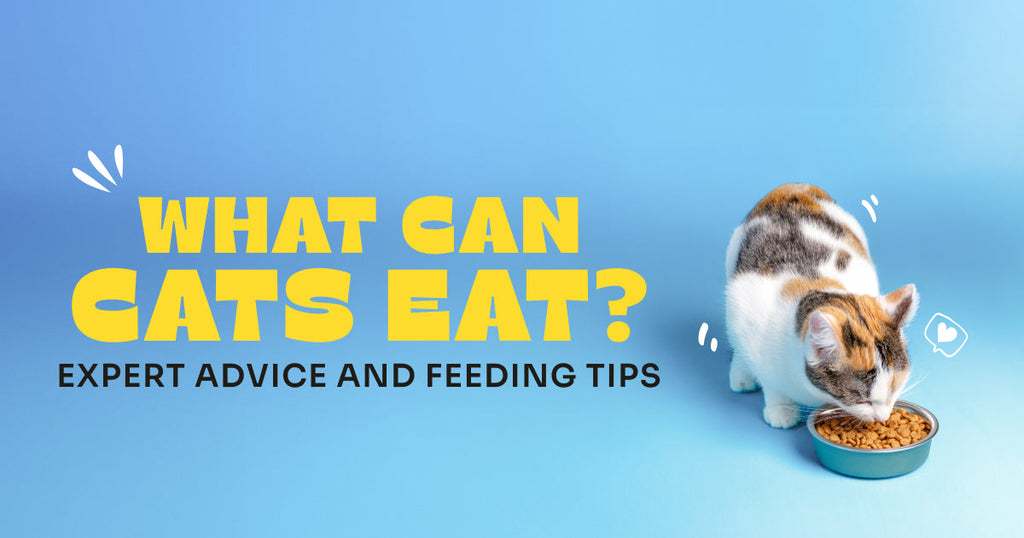 What Can Cats Eat? Expert Advice and Feeding Tips!