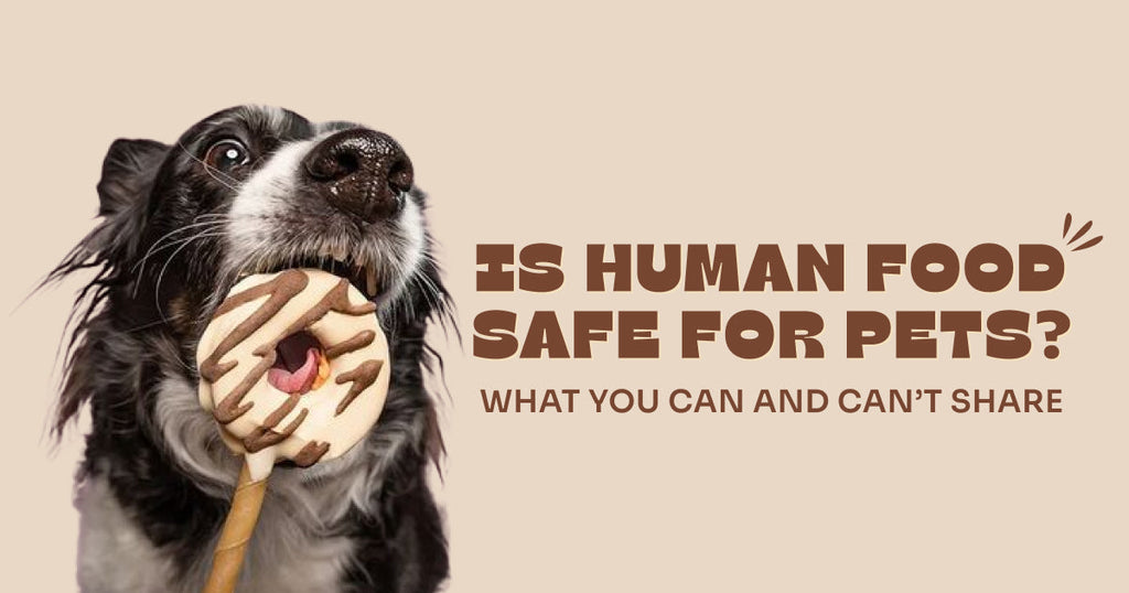 Is Human Food Safe for Pets? What You Can and Can’t Share