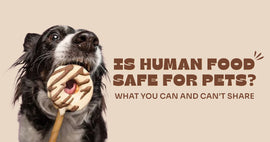 Is Human Food Safe for Pets? What You Can and Can’t Share