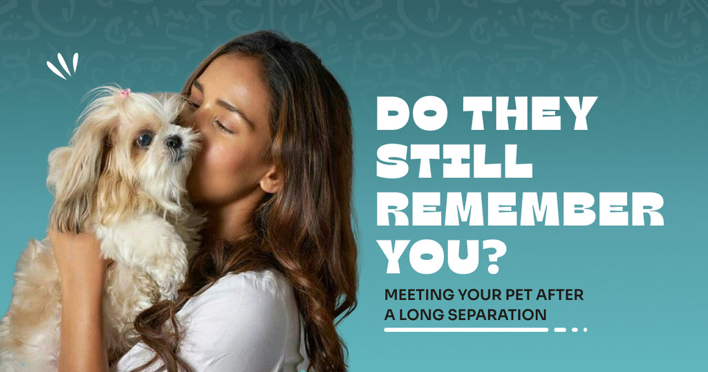 Do They Still Remember You? Meeting Your Pet After a Long Separation