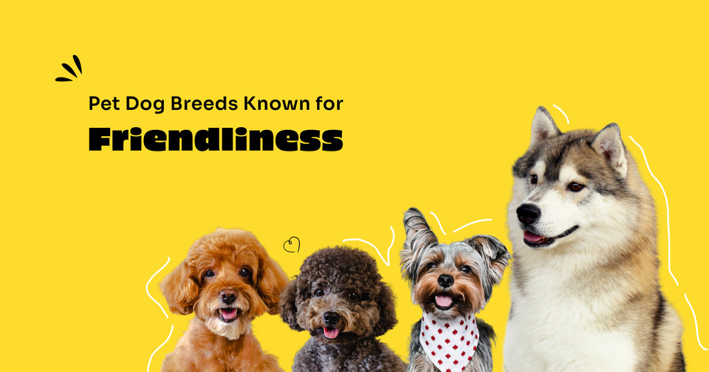 Pet Dog Breeds Known for Friendliness