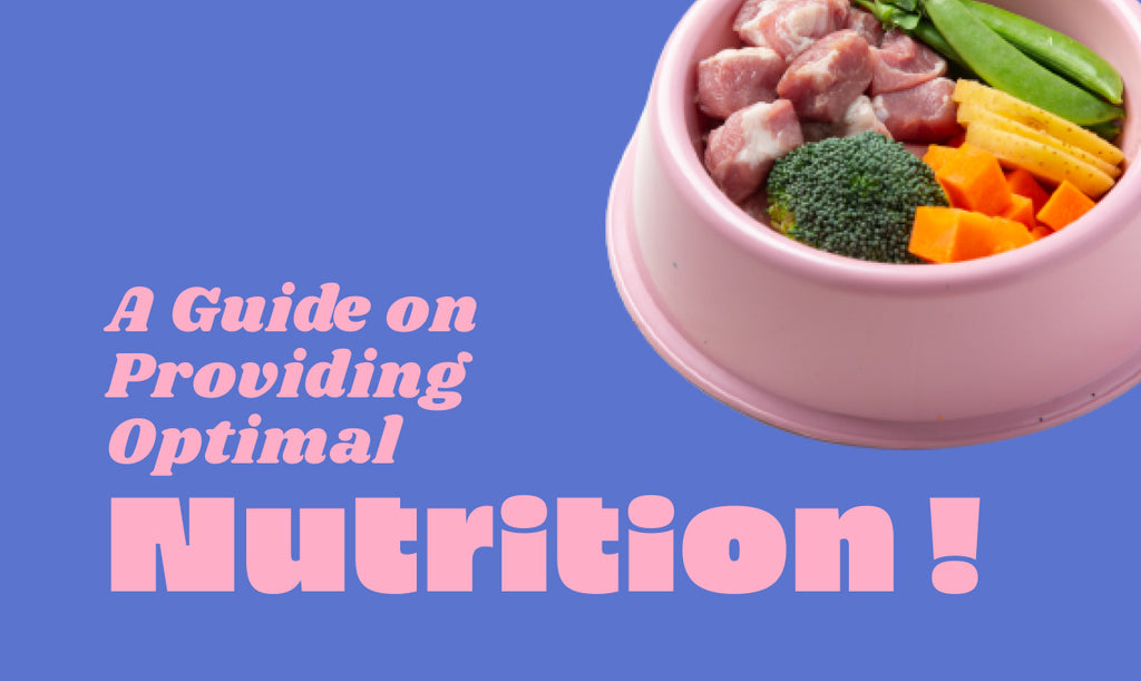 Catering to Pets With a Specialised Diet: A Guide to Providing Optimal Nutrition