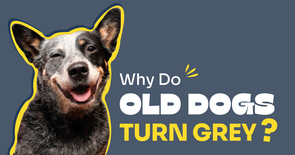 Why do old dogs turn grey?