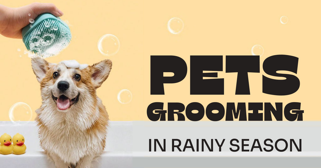Tips for Pets Grooming in Rainy Season