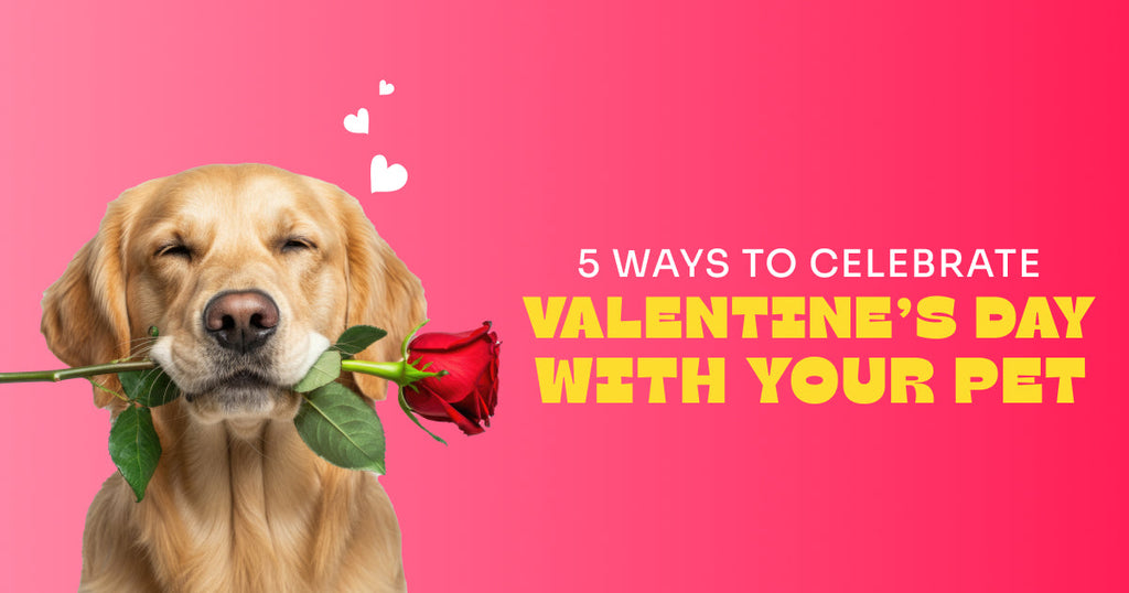 5 Ways to celebrate Valentine's Day with your Pet!