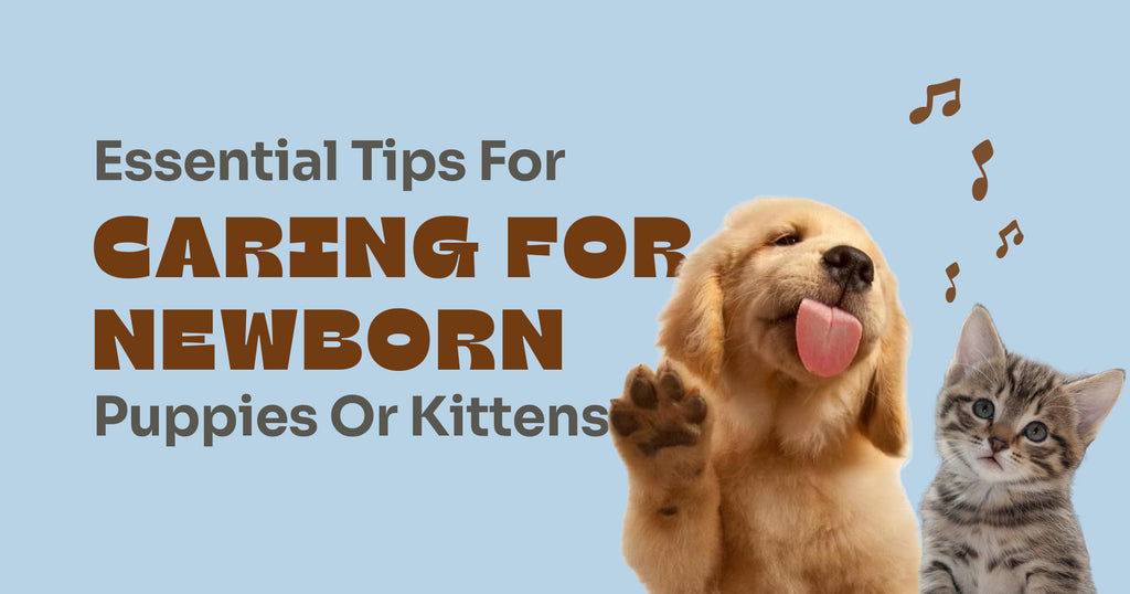 Essential Tips for Caring for Newborn Puppies or Kittens