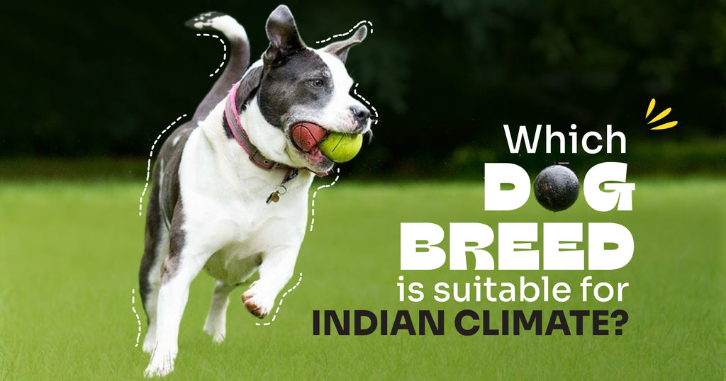 Which Dog breed is suitable for Indian Climate?
