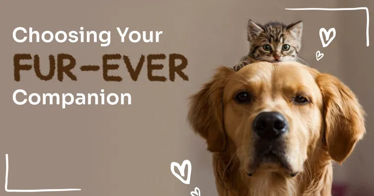 Cat or Dog? Choosing the Perfect Furry Companion