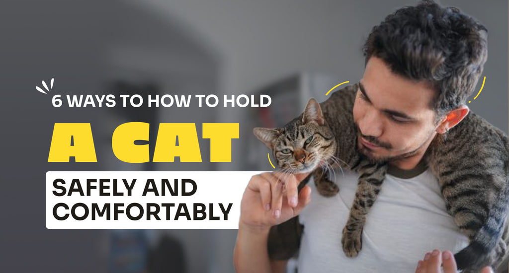 6 Ways to how Hold a Cat Safely and Comfortably