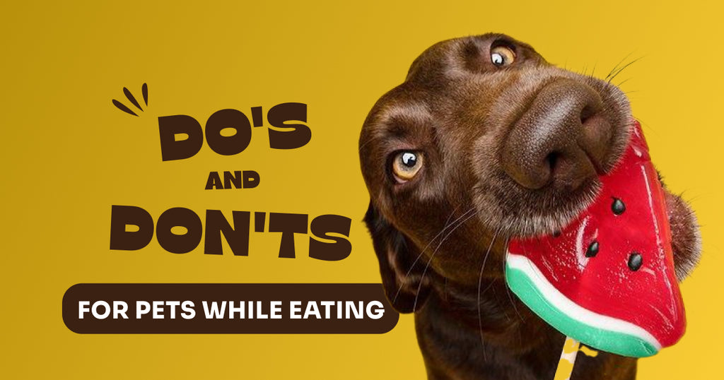 Do's and Don'ts for Pets While Eating