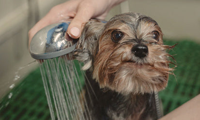How often can you give your dog a bath?