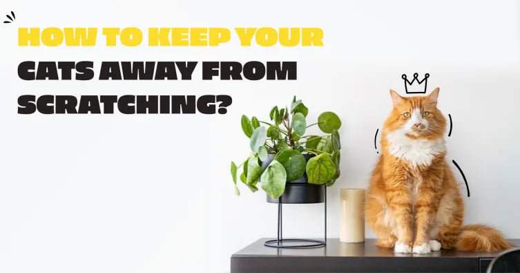How to keep your cats away from scratching?