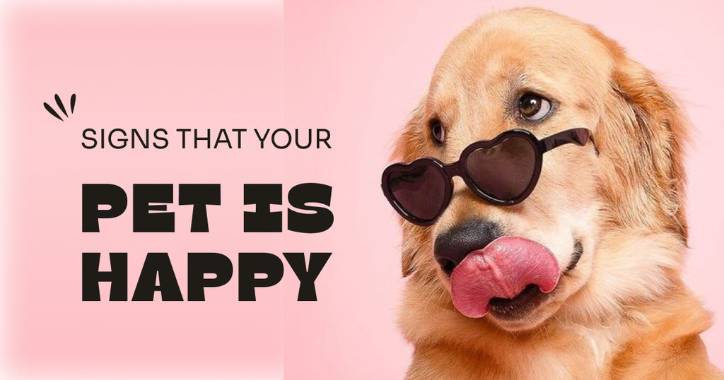 Signs That Your Pet Is Happy: A Comprehensive Guide