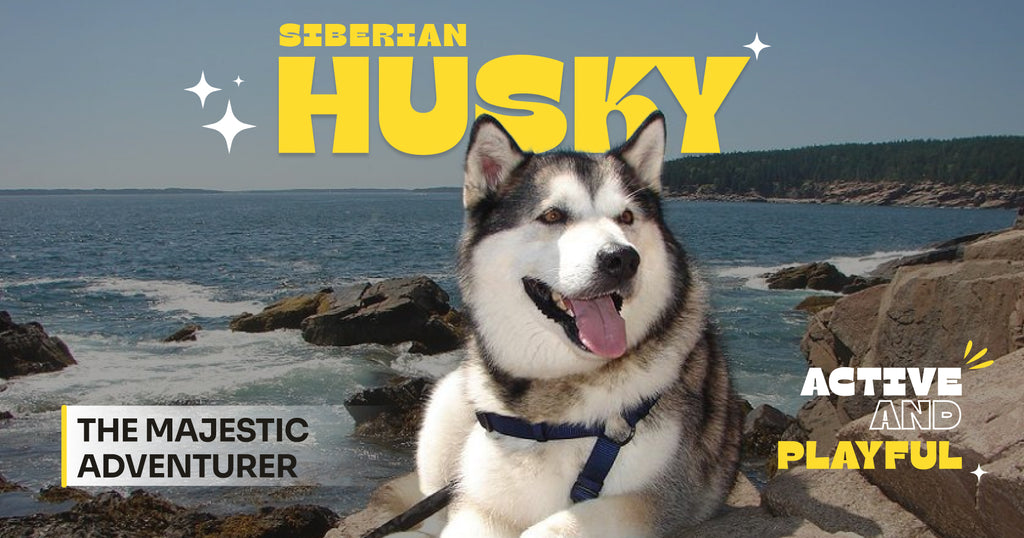 Siberian Husky: The Majestic Adventurer