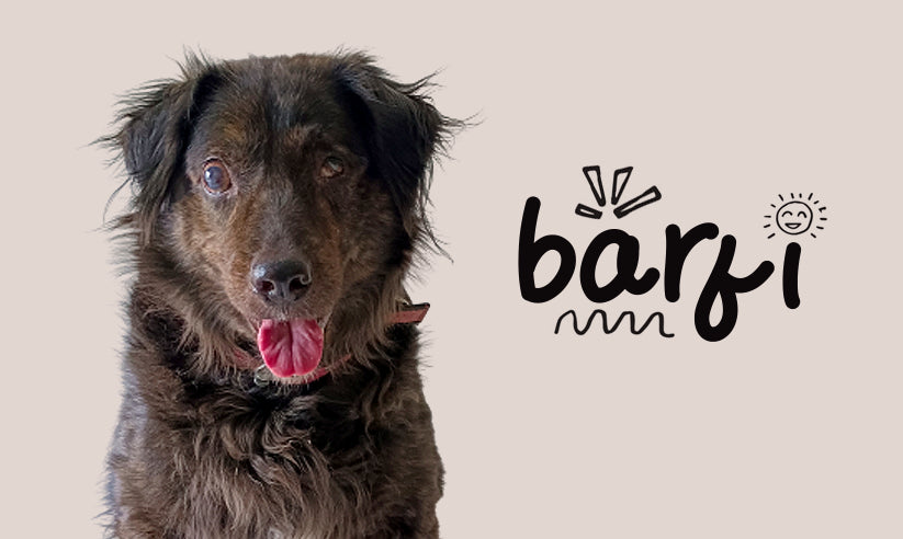 Barfi - A heartwarming tale about a dog that is visually impaired and lost.