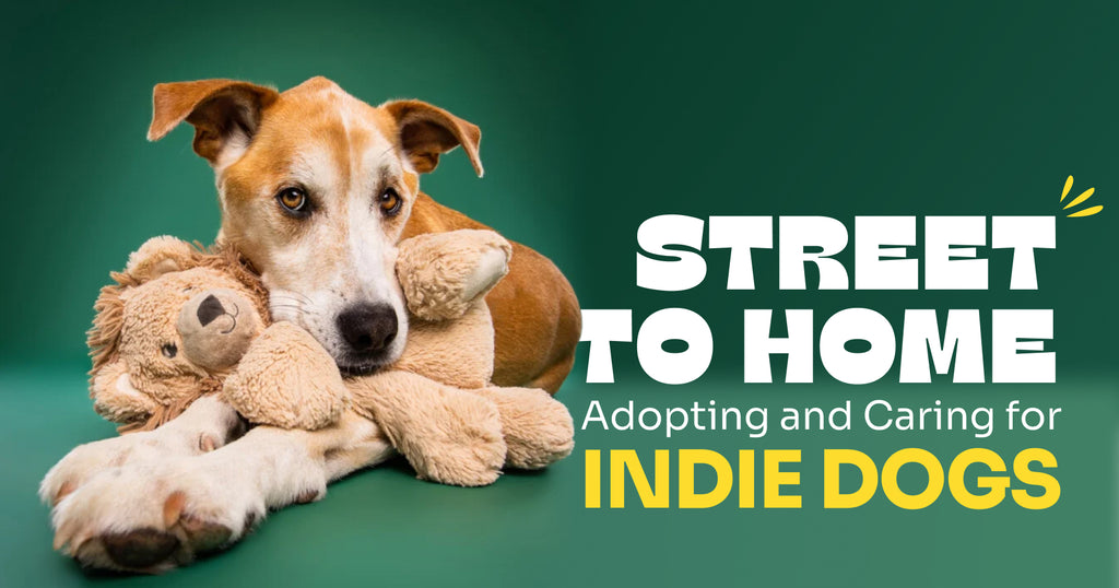 Indie Dog Breed: Overview, Diet, Nature & Adoption