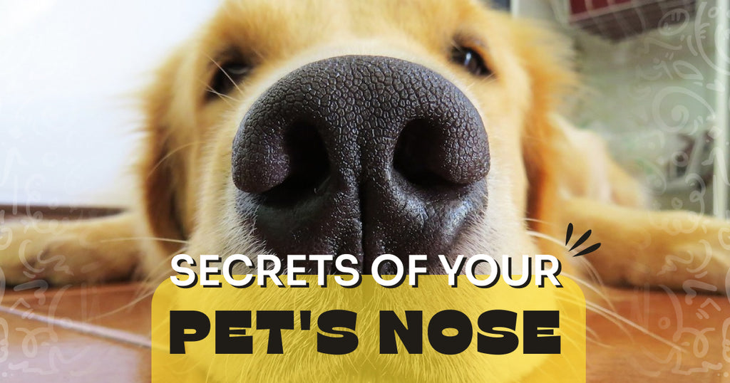 8 Secrets of Your Pet's Nose