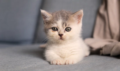 Kitten growth and development