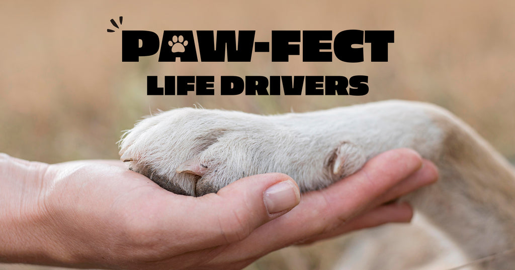 "Pets" Our unconditional, strongest force that lets us go on in our lives. Know how?