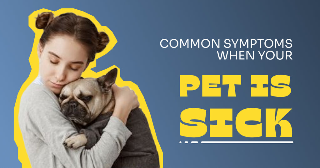 Common Signs When Your Pet is Sick