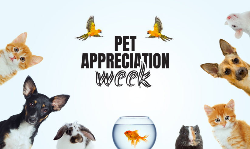 Celebrating Pet Appreciation Week in India: Honouring Our Beloved Companions