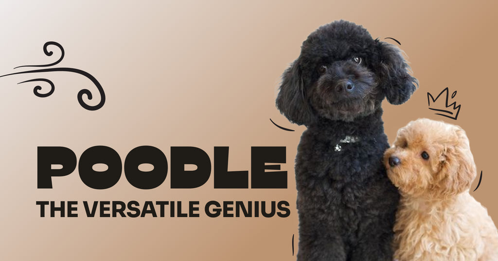 Poodle: The Versatile Genius