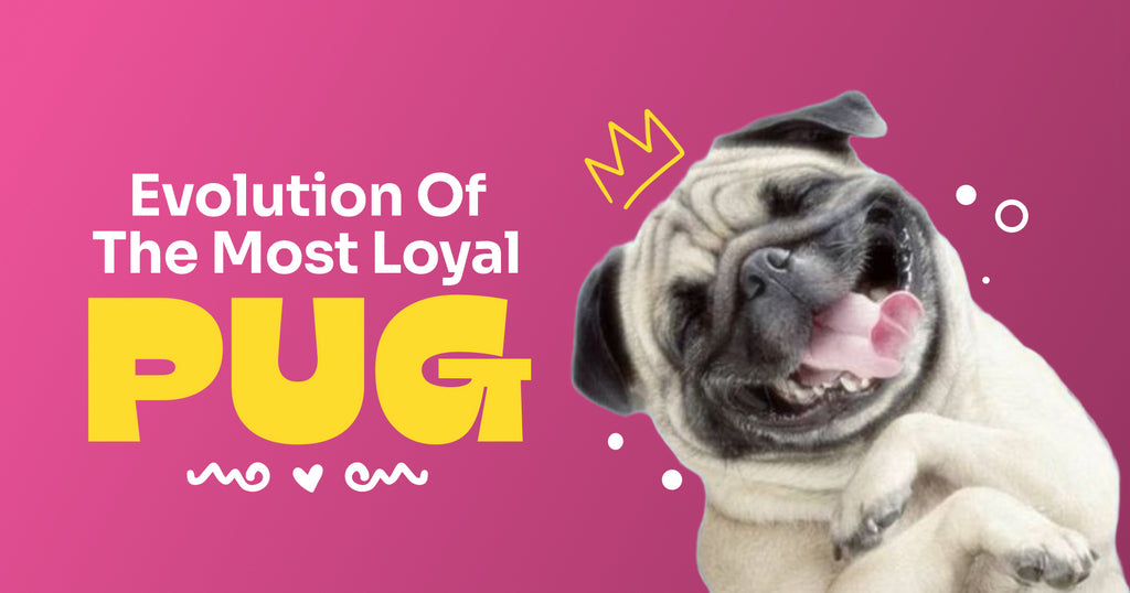 About The Pug, A Lovable Companion
