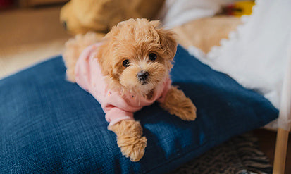 Why should pups get all the AWWs?!