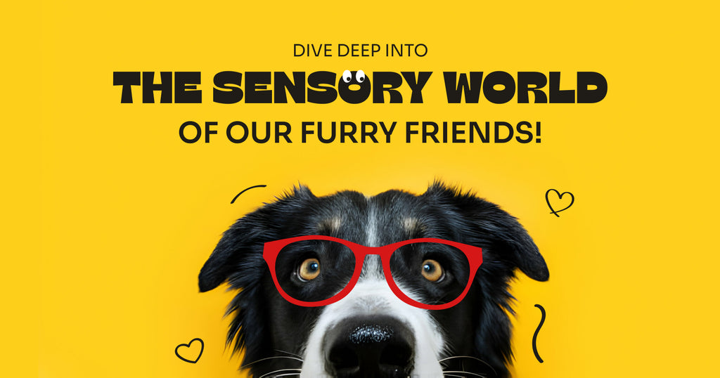 The Extraordinary Abilities of Our Pet's 5 Senses